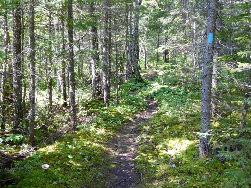 blue blazes on the Superior Hiking Trail